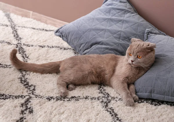 Cute Cat Resting Carpet Indoors — Stock Photo, Image