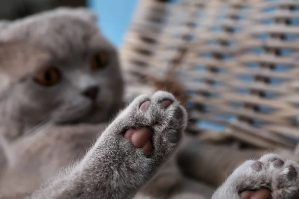 Zampe Simpatico Gatto Divertente Primo Piano — Foto Stock