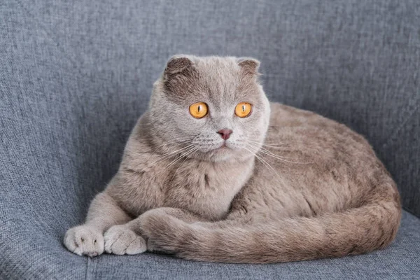 Gato Bonito Descansando Cadeira Dentro Casa — Fotografia de Stock