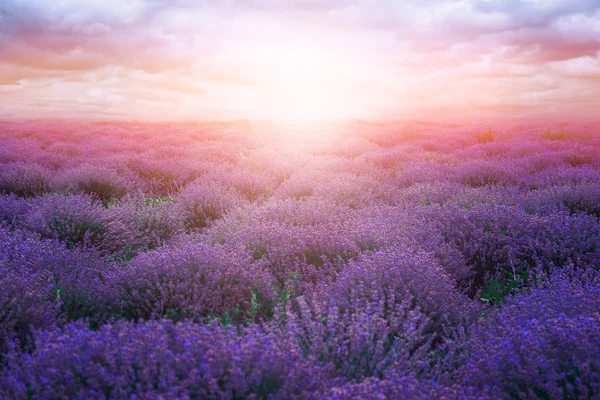 Wunderschönes Lavendelfeld Einem Sommertag — Stockfoto