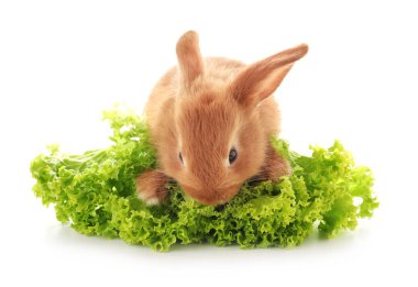 Beyaz zemin üzerine marul ile şirin tüylü tavşan