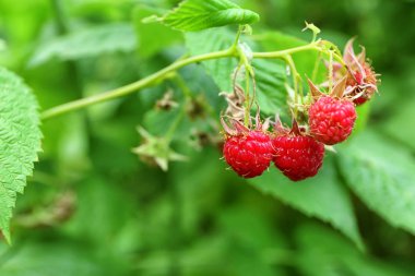 Yaz gününde, closeup ahududu çalı