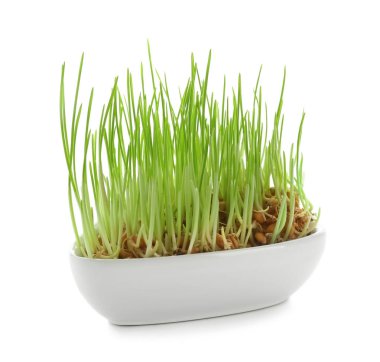 Filizlenmiş Buğday çim üzerinde beyaz arka plan ile kase