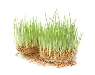 Beyaz arka plan üzerinde buğday çim Filiz