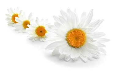 Beyaz arka planda güzel papatya çiçekleri