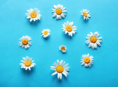 Renkli arkaplanda güzel papatya çiçekleri