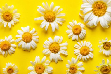 Renkli arkaplanda güzel papatya çiçekleri