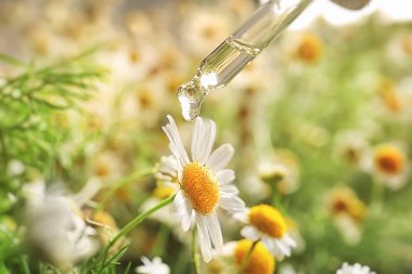 Damlama uçucu yağ ile üzerinde papatya çiçek, closeup pipet