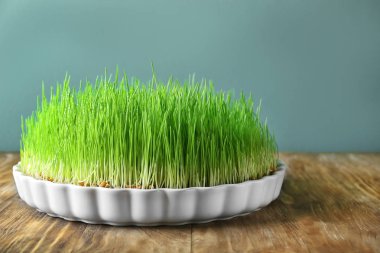 Filizlenmiş Buğday çim üzerinde tablo ile çanak