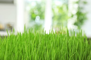 Arka plan bulanık Buğday çim filiz