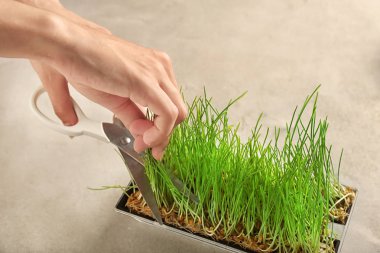 Kadın kesme buğday çimen, closeup filiz