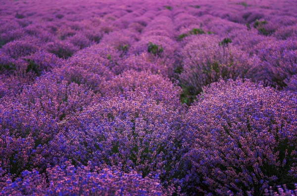 Wunderschönes Lavendelfeld Einem Sommertag — Stockfoto