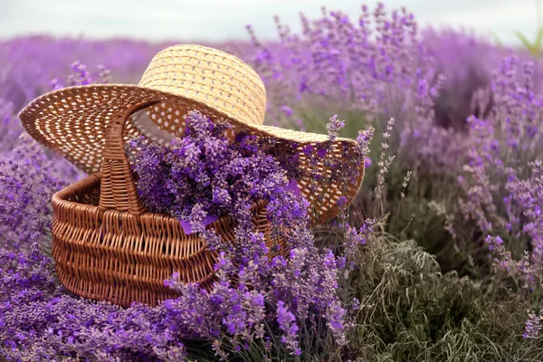 Wicker Basket Beautiful Lavender Hat Field Summer Day — Stock Photo, Image