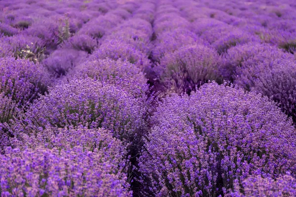 Wunderschönes Lavendelfeld Einem Sommertag — Stockfoto