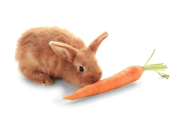 Şirin Tüylü Tavşan Havuç Beyaz Arka Plan Üzerinde Yemek — Stok fotoğraf