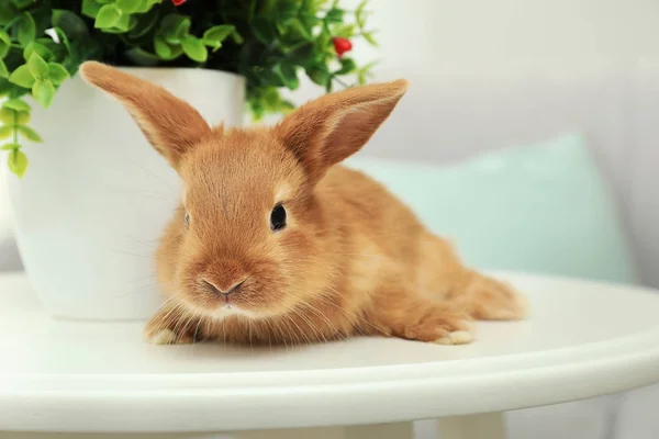Schattige Fluffy Bunny Tafel Thuis — Stockfoto