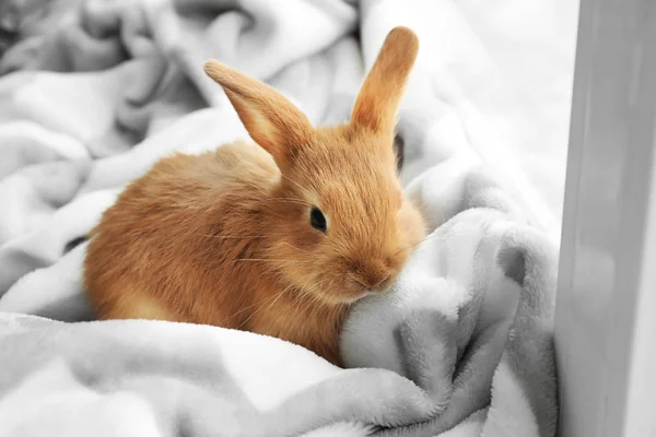 Niedliche Flauschige Häschen Auf Fensterbank Hause — Stockfoto