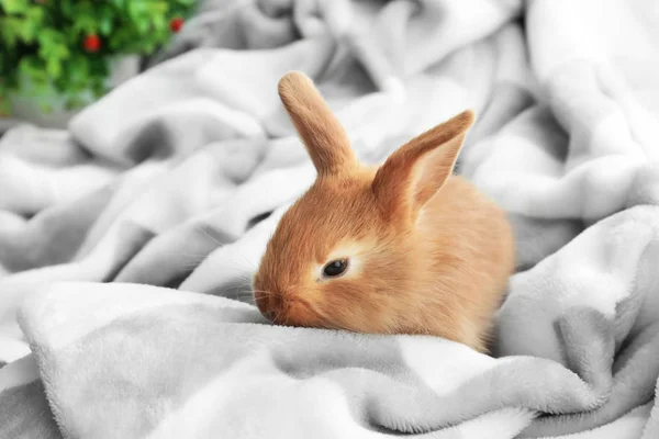 Roztomilý Nadýchané Zajíček Měkký Pléd Doma — Stock fotografie