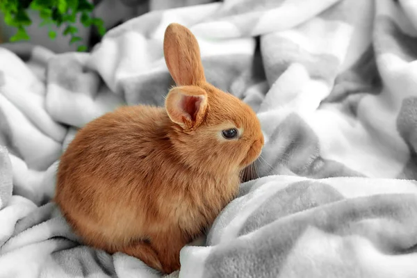 Cute Fluffy Bunny Soft Plaid Home — Stock Photo, Image