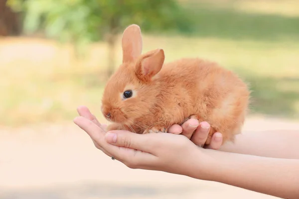 Vrouw Bedrijf Schattige Fluffy Bunny Buitenshuis — Stockfoto