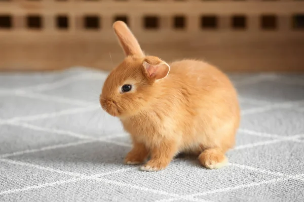 Niedliche Flauschige Häschen Auf Dem Boden Hause — Stockfoto