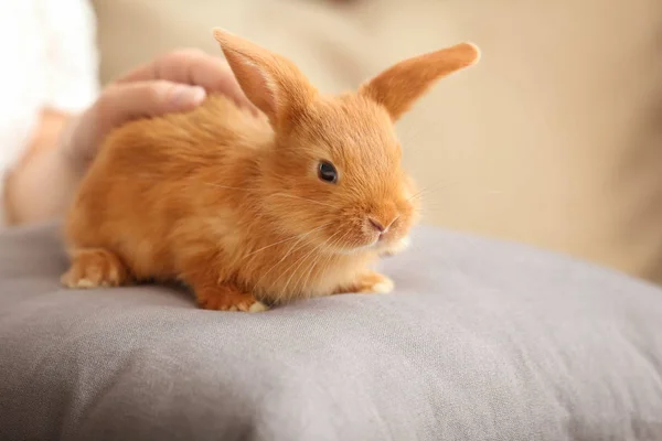 Vrouw Strelen Schattige Fluffy Bunny Thuis — Stockfoto