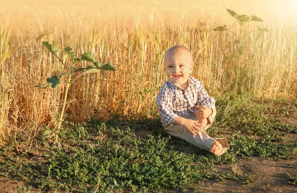 Buğday alanında yaz gününde oturan erkek sevimli bebek