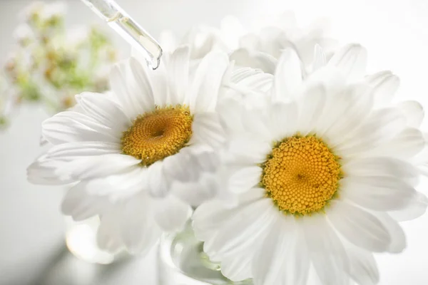 Pipette Essential Oil Chamomile Flowers Closeup — Stock Photo, Image