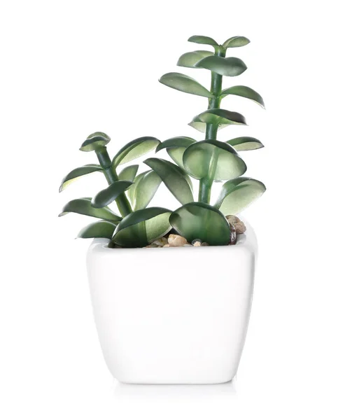 Flowerpot Houseplant White Background — Stock Photo, Image
