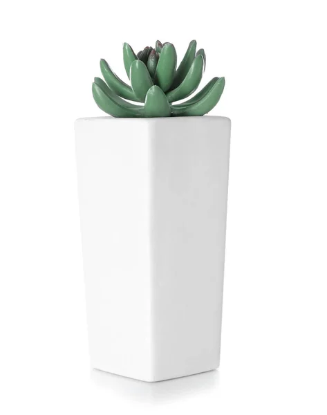 Flowerpot Houseplant White Background — Stock Photo, Image