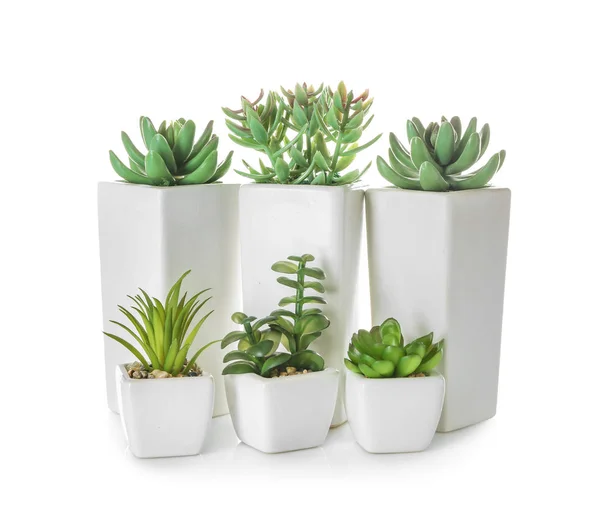 Different Plants Pots White Background — Stock Photo, Image