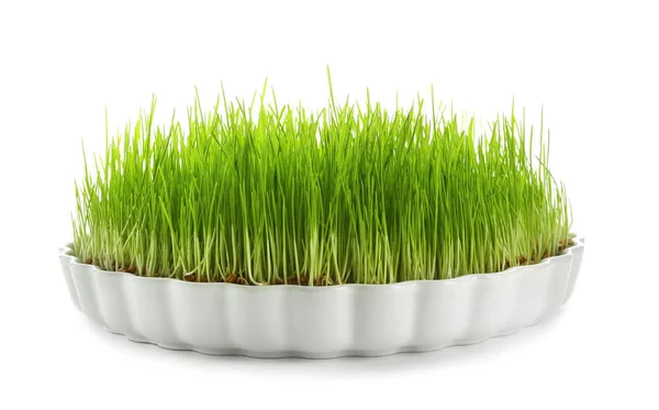 Dish Sprouted Wheat Grass White Background — Stock Photo, Image