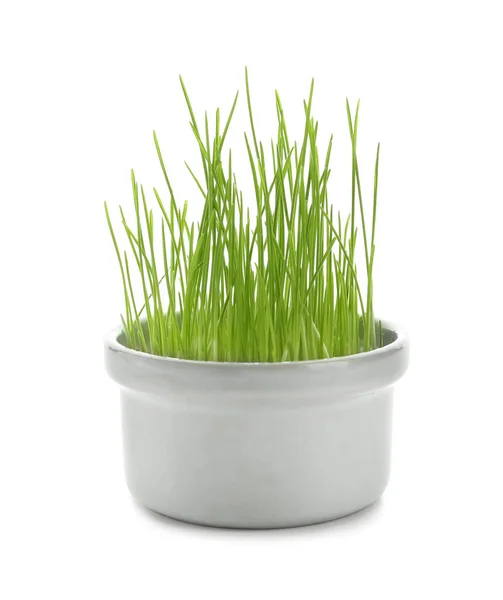 Pot Sprouted Wheat Grass White Background — Stock Photo, Image
