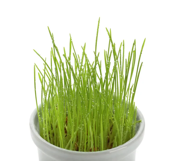 Pot Sprouted Wheat Grass White Background — Stock Photo, Image