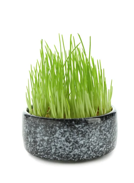 Pot Met Gekiemde Tarwe Gras Witte Achtergrond — Stockfoto