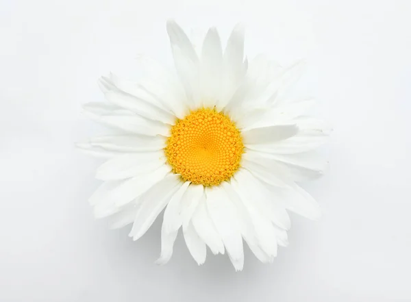 Gyönyörű Kamilla Virág Fehér Háttér — Stock Fotó