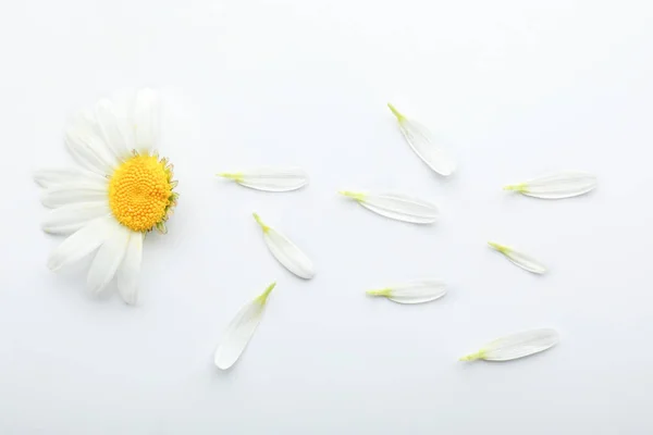 Composición Con Hermosa Flor Manzanilla Pétalos Sobre Fondo Blanco — Foto de Stock