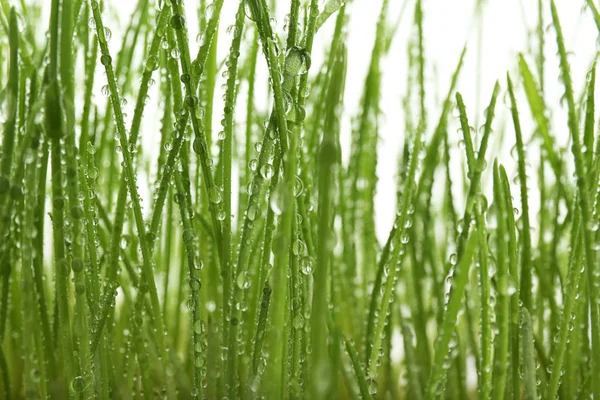 Sprouted Wheat Grass White Background Closeup — Stock Photo, Image