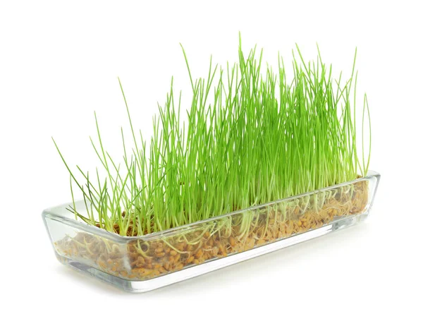 Tray Sprouted Wheat Grass White Background — Stock Photo, Image