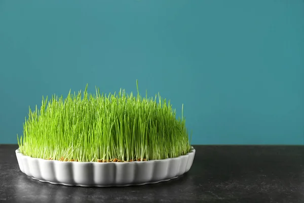 Dish Sprouted Wheat Grass Table — Stock Photo, Image