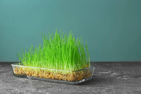 Tray Sprouted Wheat Grass Table — Stock Photo, Image