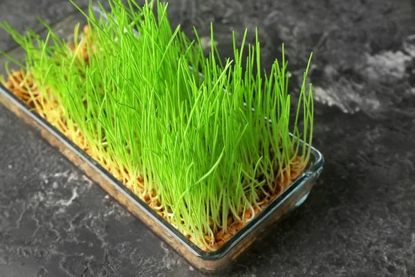 Tray Sprouted Wheat Grass Table — Stock Photo, Image