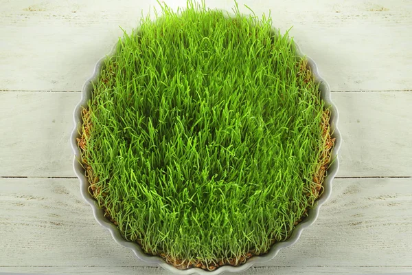 Dish Sprouted Wheat Grass White Wooden Table Top View — Stock Photo, Image