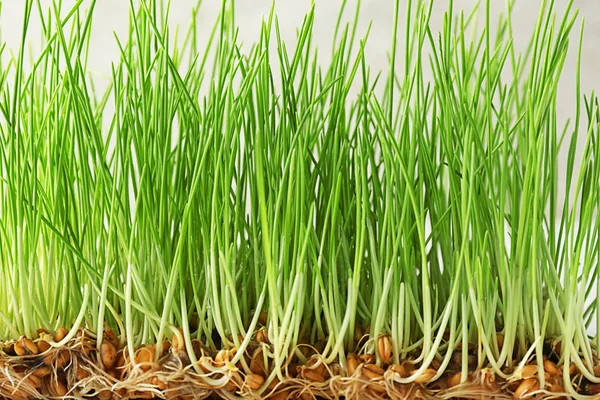 Sprouted Wheat Grass Closeup — Stock Photo, Image