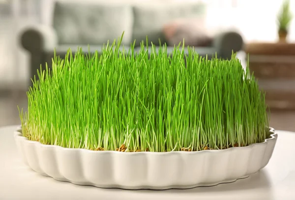 Dish Sprouted Wheat Grass Table Closeup — Stock Photo, Image