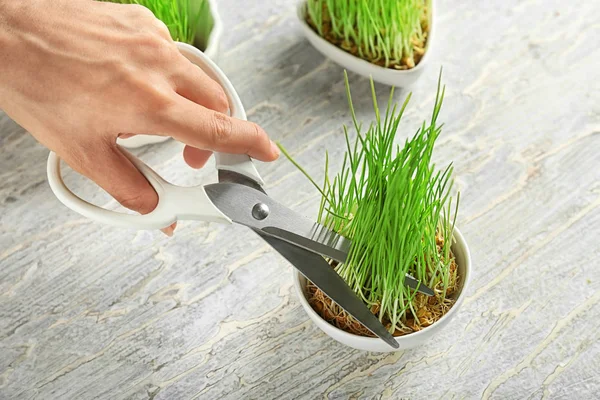 Woman Cutting Sprouted Wheat Grass Table — Stock Photo, Image