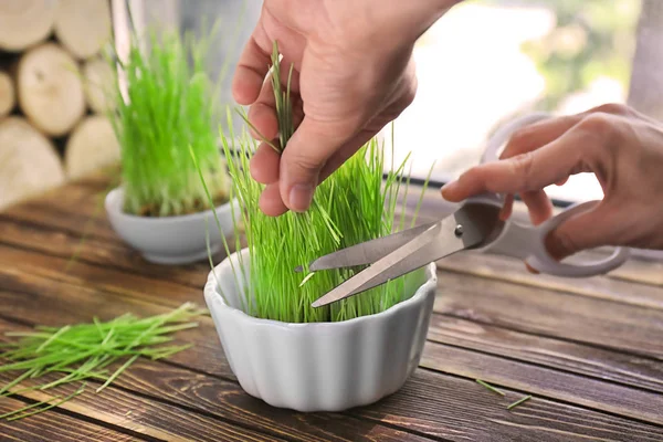 Woman Cutting Sprouted Wheat Grass Closeup — Stock Photo, Image