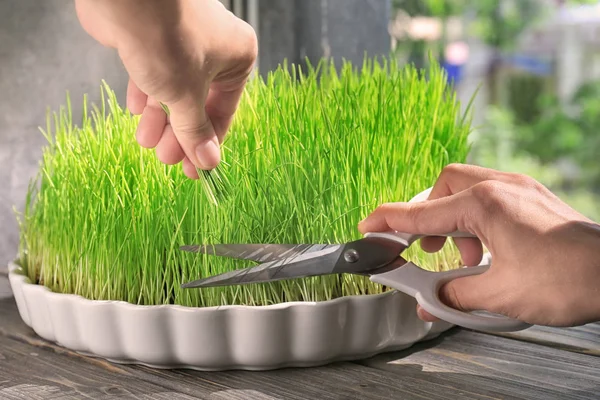Kadın kesme buğday çimen, closeup filiz