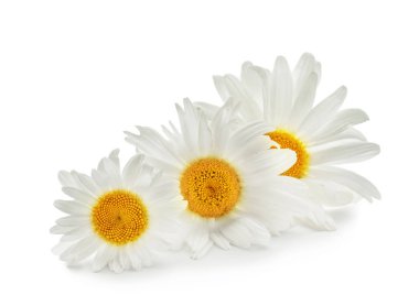 Güzel papatya çiçekleri beyaz arka plan üzerinde