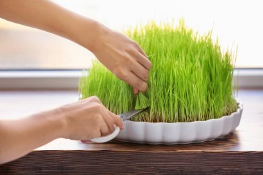 Buğday çim kesme kenarında kadın